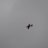 Neujahrsfliegen