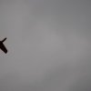 Neujahrsfliegen