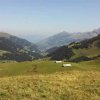 Hahnenmoos