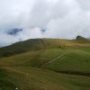 Hahnenmoos