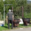 Risottoplausch