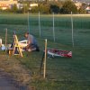 Sommerfliegen
