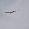 1.August Fliegen