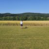 Sommernachtsfliegen