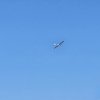 Sommernachtsfliegen